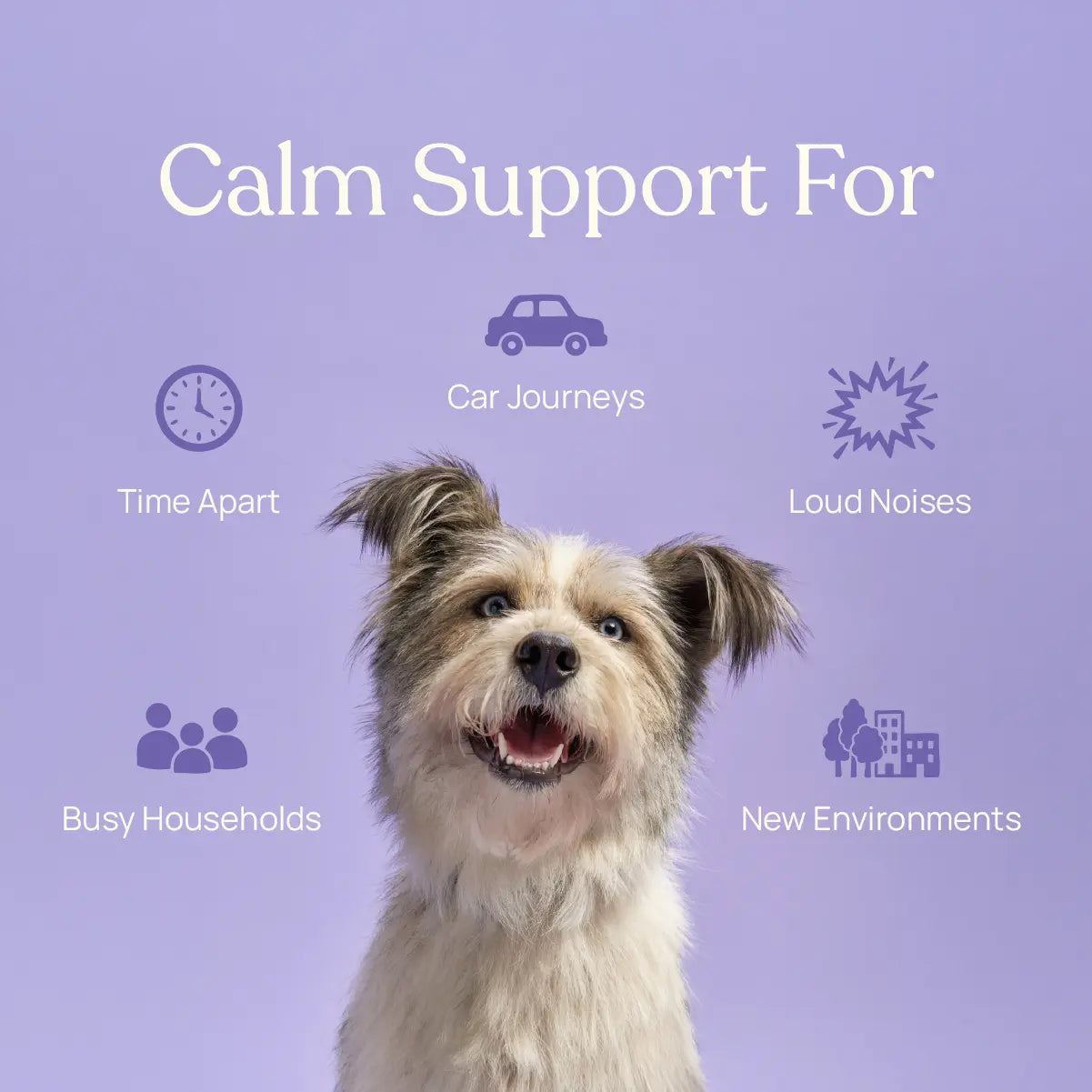 Calming Supplements